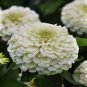 Zinnia Youth-and-Old-Age White Flower 100 Seeds