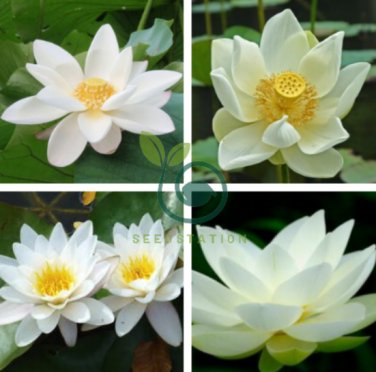 Big White Lotus Flower Nelumbo Pond Plants 2 Seeds