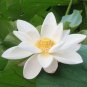 Big White Lotus Flower Nelumbo Pond Plants 2 Seeds
