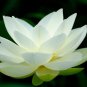Big White Lotus Flower Nelumbo Pond Plants 2 Seeds