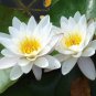 Big White Lotus Flower Nelumbo Pond Plants 2 Seeds