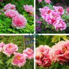 Pink Chinese Luoyang Peony Mudan 12 Seeds