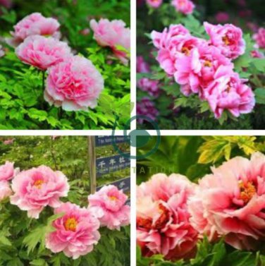 Pink Chinese Luoyang Peony Mudan 12 Seeds