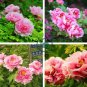 Pink Chinese Luoyang Peony Mudan 12 Seeds