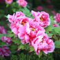 Pink Chinese Luoyang Peony Mudan 12 Seeds
