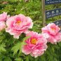 Pink Chinese Luoyang Peony Mudan 12 Seeds