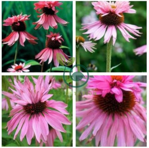 Rare 'Princess Crown' Red Pink Echinacea Coneflowers Perennial Plants