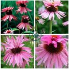 Rare 'Princess Crown' Red Pink Echinacea Coneflowers Perennial Plants 200 Seeds