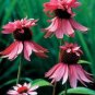 Rare 'Princess Crown' Red Pink Echinacea Coneflowers Perennial Plants 200 Seeds
