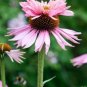 Rare 'Princess Crown' Red Pink Echinacea Coneflowers Perennial Plants 200 Seeds