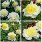 Honey Gold White Peony Plant Flowers 10 Seeds