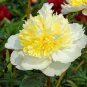 Honey Gold White Peony Plant Flowers 10 Seeds