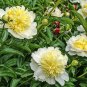 Honey Gold White Peony Plant Flowers 10 Seeds