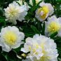Honey Gold White Peony Plant Flowers 10 Seeds