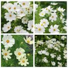 Sunset Yellow Cosmos bipinnatus Annual Flowers 100 Seeds