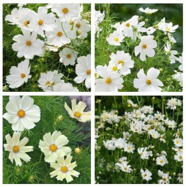 Sunset Yellow Cosmos bipinnatus Annual Flowers 100 Seeds