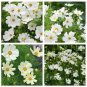 Sunset Yellow Cosmos bipinnatus Annual Flowers 100 Seeds