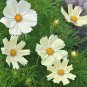 Sunset Yellow Cosmos bipinnatus Annual Flowers 100 Seeds