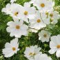 Sunset Yellow Cosmos bipinnatus Annual Flowers 100 Seeds