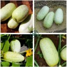 White Cucumber Cucumis Sativus 40 Seeds