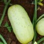 White Cucumber Cucumis Sativus 40 Seeds