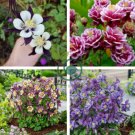 Mixed Garden Columbine Aquilegia Pink Bi-color Black White Purple Flowers 100 Seeds