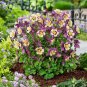Mixed Garden Columbine Aquilegia Pink Bi-color Black White Purple Flowers 100 Seeds