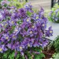 Mixed Garden Columbine Aquilegia Pink Bi-color Black White Purple Flowers 100 Seeds