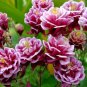 Mixed Garden Columbine Aquilegia Pink Bi-color Black White Purple Flowers 100 Seeds
