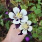 Mixed Garden Columbine Aquilegia Pink Bi-color Black White Purple Flowers 100 Seeds