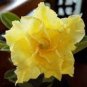 'Golden Years' Double Desert Rose Adenium 4 Seeds
