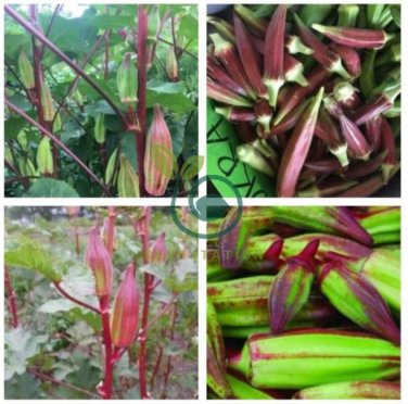 Rare Hill Country Green Okra with red stripe herb vegetables 40 Seeds