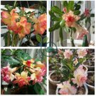 Heirloom Trumpet Adenium Desert rose 4 Seeds