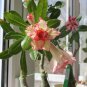 Heirloom Trumpet Adenium Desert rose 4 Seeds