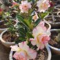 Heirloom Trumpet Adenium Desert rose 4 Seeds