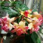 Heirloom Trumpet Adenium Desert rose 4 Seeds