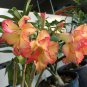 Heirloom Trumpet Adenium Desert rose 4 Seeds