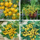 Tumbling Tom Yellow Cherry Tomato 200 Seeds