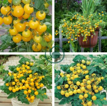 Tumbling Tom Yellow Cherry Tomato 200 Seeds