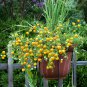 Tumbling Tom Yellow Cherry Tomato 200 Seeds