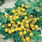Tumbling Tom Yellow Cherry Tomato 200 Seeds
