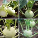 Tianjin Green Kohlrabi Orange Turnip cabbage 1000 Seeds