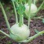Tianjin Green Kohlrabi Orange Turnip cabbage 1000 Seeds