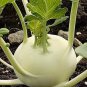 Tianjin Green Kohlrabi Orange Turnip cabbage 1000 Seeds