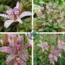 Japanese Toad Lily Flower 100 Seeds