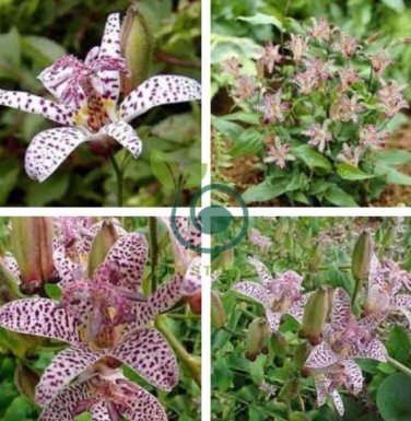 Japanese Toad Lily Flower 100 Seeds