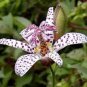 Japanese Toad Lily Flower 100 Seeds