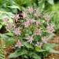 Japanese Toad Lily Flower 100 Seeds