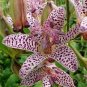 Japanese Toad Lily Flower 100 Seeds
