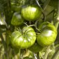 Rare Heirloom Arbuznyi Big Green Tomato with Dark Green Line Organic 200 Seeds